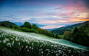 white petaled flower field, nature, landscape, field, trees
