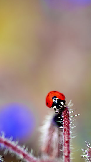 selective focus photography of ladybug