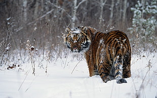 shallow focus photography of orange and black tiger on snow field