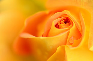 tilt-shift lens of yellow rose