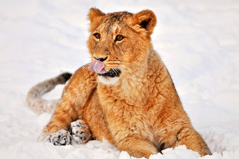 Lioness on snow HD wallpaper