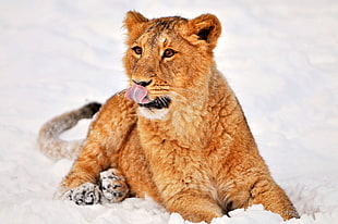 Lioness on snow