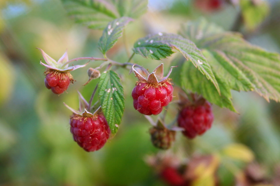 red raspberry fruit HD wallpaper