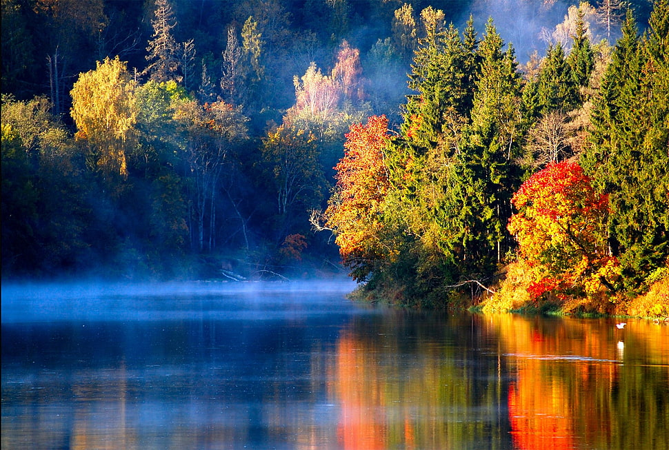 green, yellow, and red leafed trees, nature, landscape, river, trees HD wallpaper