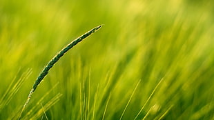 green grass photography HD wallpaper