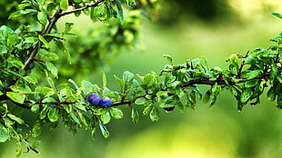 closeup photography of blue berries at daytime