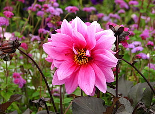 pink Dahlia flower in closeup phot