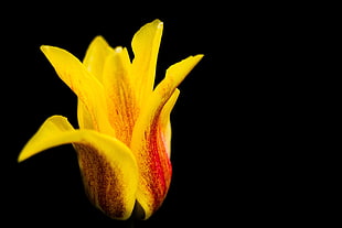 selective focus photography of yellow and red Tulip flower