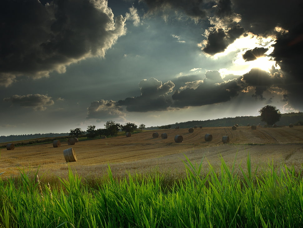 green grass fields digital wallpaper, field, clouds, green, sunlight HD wallpaper