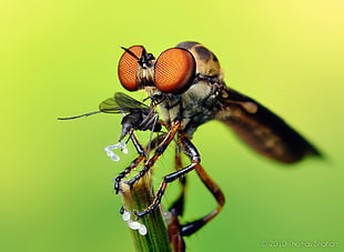 micro photography of Rover fly, robber fly HD wallpaper