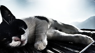 white and black cat, cat, animals, Italy, filter HD wallpaper