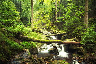 time lapse photography of water flowing on rock formation in forest HD wallpaper