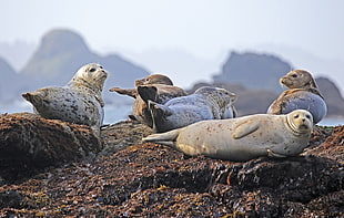 group of white and gray sea lions on brown rock formation
