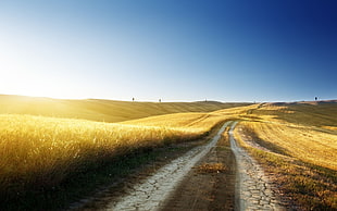 road surrounded by grass HD wallpaper