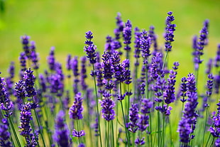 lavender flowers macro shot