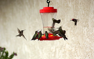 green birds on red hanging bird feeder