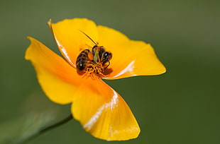 Honeybee perched on yellow petaled flower