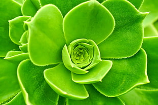 macro shot photo graphy of succulent plant HD wallpaper