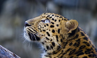 tan and black leopard, animals, leopard, big cats