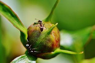 red and green flower bud with two brown ants