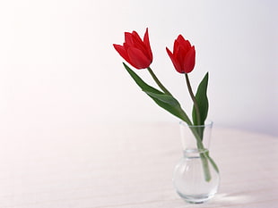 clear glass flower vase with red Tulip flowers