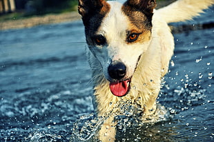 short-coated white and black small-breed dog running on water