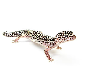 black and gray gecko, eublepharis