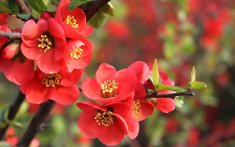 selective focus photography of red petaled flowers, flowers, red flowers, nature HD wallpaper