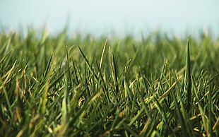 micro photography of green grass
