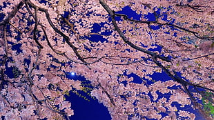Cherry blossom tree under clear sky HD wallpaper