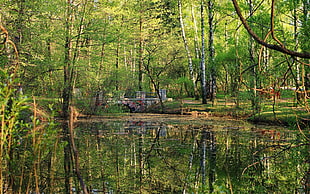body of water in the middle of green forest trees