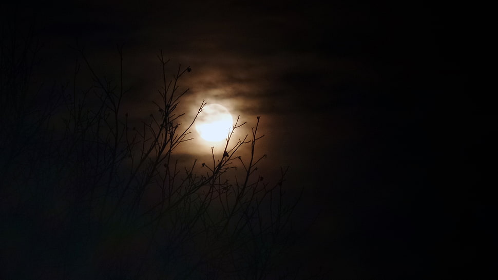 bare tree, Moon, dark, lights HD wallpaper