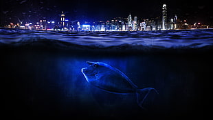 blue tuna under sea HD wallpaper