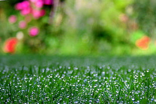 green grass field HD wallpaper