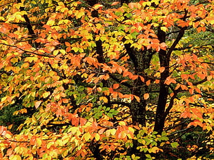 autumn tree with orange and yellow leaves