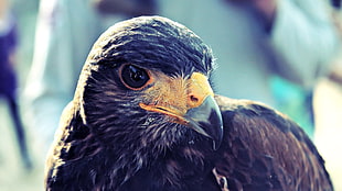 black short-beaked bird, birds, hawks, closeup HD wallpaper