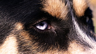 close-up photography of short-coated tricolor dog's eye