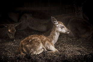 fawn deer HD wallpaper