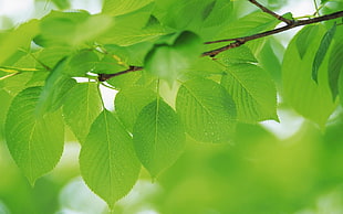 green leaves photography HD wallpaper