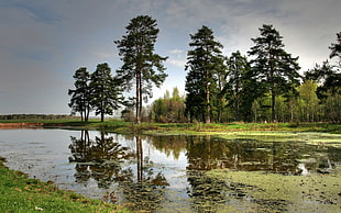 reflection of green trees on lake photography