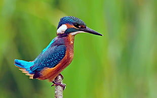 river kingfisher, animals, birds, kingfisher