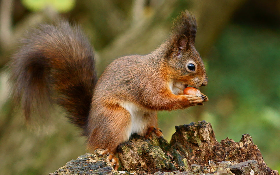 selective focus photo of squirrel HD wallpaper