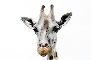 white and black giraffe illustration, giraffa HD wallpaper