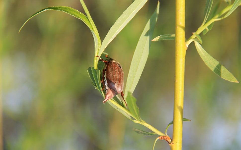 brown beetle on green leaf HD wallpaper
