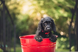 tilt shift lens photography of black poodle in red bucket