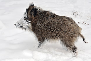 brown boar on snow