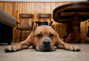 short coated brown dog lying on concrete floor