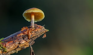 close up photography of mushroom on driftwood