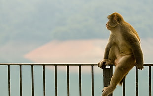 monkey seating on hand rail during daytime