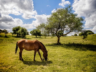 photo of brown horse on grass field near a tree under blue sky HD wallpaper